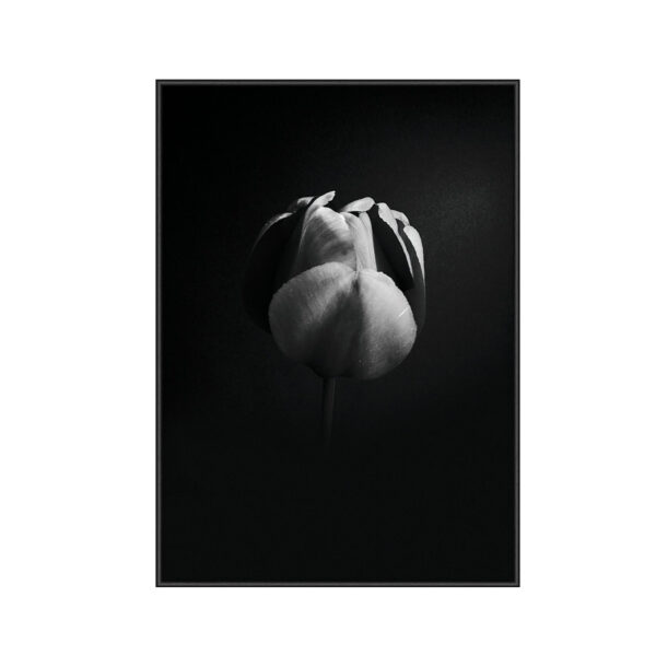 TULIP LIFE 1 PLAKAT Incado